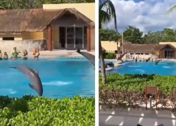 Bazeni su im manji od onih za ljude!