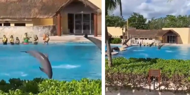 Bazeni su im manji od onih za ljude!