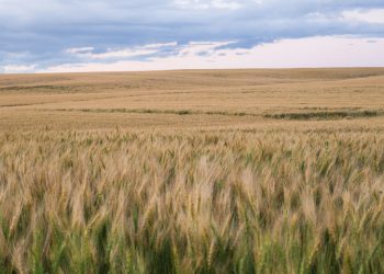 Bitdeer kupuje plinsku elektranu 101 MW u Alberti u Kanadi za rudarstvo bitcoina