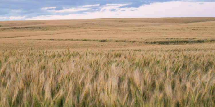 Bitdeer kupuje plinsku elektranu 101 MW u Alberti u Kanadi za rudarstvo bitcoina