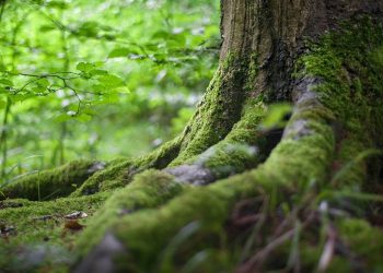 Blockchain premošćivanje protokola slojeve za povezivanje s Bitcoin Sidechain Rootstock