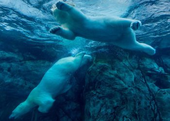 Cijena bitcoina (BTC) padne ispod 97 tisuća dolara jer miting ne uspijeva