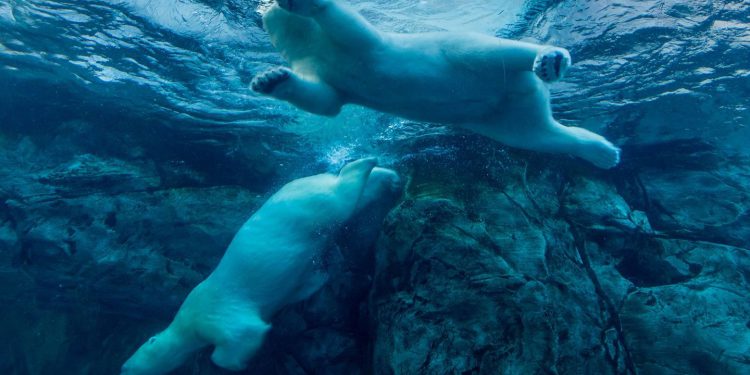 Cijena bitcoina (BTC) padne ispod 97 tisuća dolara jer miting ne uspijeva