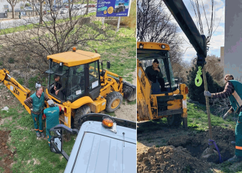 FOTOGALERIJA Nakon više od godine dana, na Plokitama započela sadnja stabala
