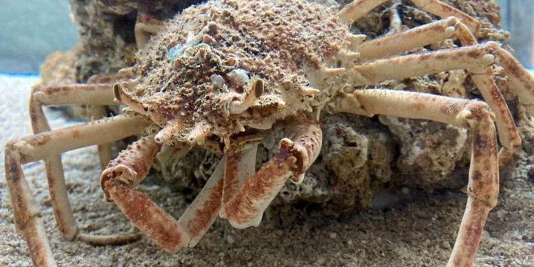 Gdje su nestale rakovice s juga Istre?