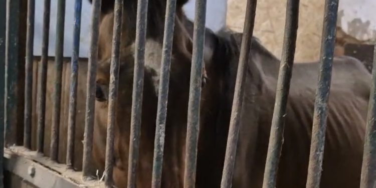 Grad odbija odgovornost za stanje konja na Hipodromu: ‘Njihov vlasnik se ne brine o njima!’