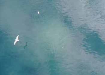 Građani se žale na izljevanje kanalizacije u Omblu, Vodovod: “Unaprijed smo obavijestili javnost da će neminovno dolaziti do ovakvih situacija” (VIDEO)