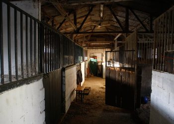 Izašli novi mučni detalji: ‘Vrhunski konji na Hipodromu su pretvoreni u kosture, oteto ih je 45’