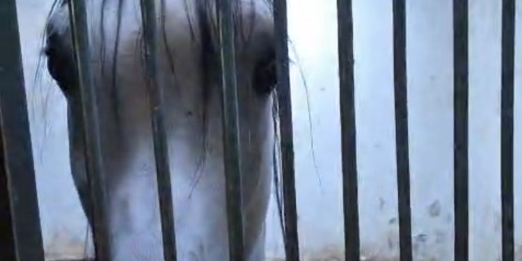 Izgladnjeli, izmučeni konji uglednog kirurga na zagrebačkom Hipodromu: ‘Ne daju im ni veterinara’