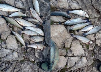 JEZERO SALAKOVAC Ribočuvari uhvatili dvojac sa prekomjernim ulovom