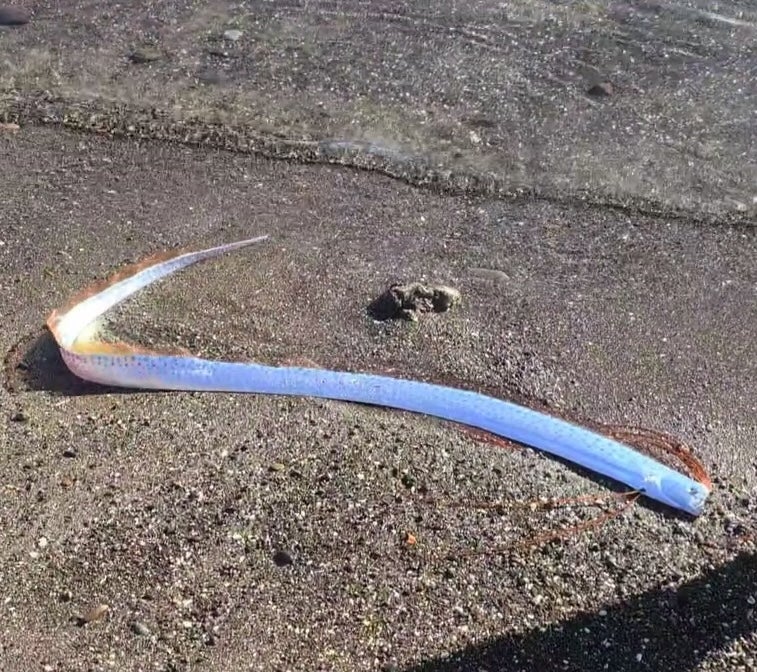 Oarfish su otkrili plaže 10. veljače