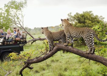 Južna Afrika vidi stalni rast turizma – RT Afrika