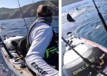 KAKVA STRAVA Kajakaš lovio ribu, a onda je shvatio da ga u stopu prati ogromna bijela psina!