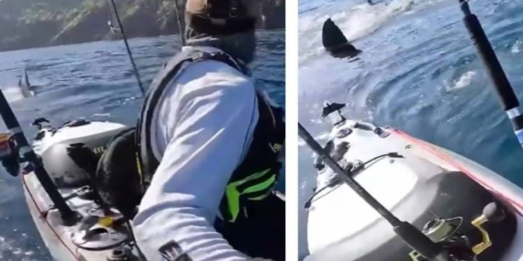 KAKVA STRAVA Kajakaš lovio ribu, a onda je shvatio da ga u stopu prati ogromna bijela psina!