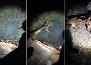 KRIVOLOV NA JADRANU 2 Hobotnicu na otočiću kod Biograda namamio zabranjenom modrom galicom? Ovim se riskira zatvorska kazna od tri godine!