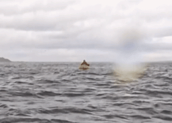 Kajakera proguta grbavi kitovi kraj čileanske obale: Pazite