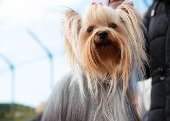Kinološko društvo Split organizira humanitarno valentinovsko fotografiranje ljubimaca