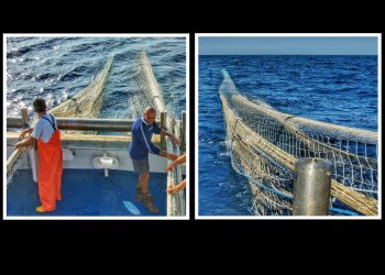 Kupnja morskih plodova na ribarnici ili u supermarketu izravno utječe na odabir između prelovljenog mora i održivog ribarstva