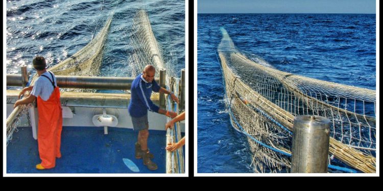 Kupnja morskih plodova na ribarnici ili u supermarketu izravno utječe na odabir između prelovljenog mora i održivog ribarstva