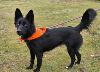 Lilly je žrtva nepromišljene odluke, u Azilu Dubrovnik čekala je poznato lice, ali se nitko nije pojavio