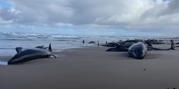 NE MOGU IH SPASITI Australija krenula s eutanazijom nasukanih crnih dupina