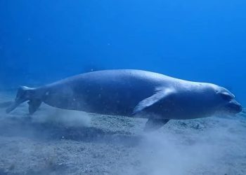 Na Cipru je snimljena jedna prekrasna sredozemna medvjedica