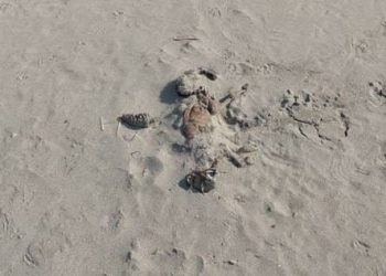 Na pomorskom dobru u Umagu već dva tjedna stoji životinjska lešina i nitko ne reagira: “Ovdje se igraju djeca!”