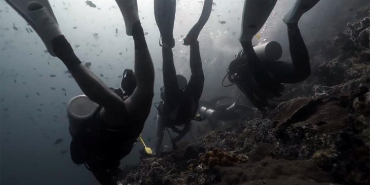 Napad na Filipini morski pas ostavlja 2 turiste mrtve na mjestu ronjenja