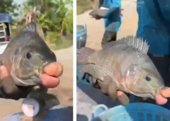 Nikada nismo vidjeli ništa slično!