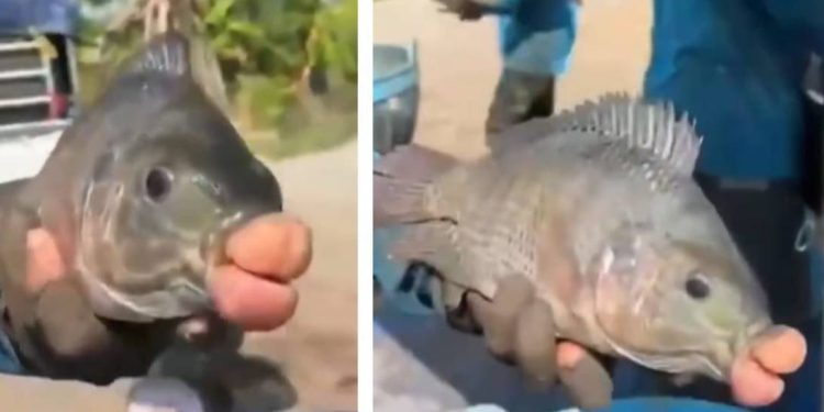 Nikada nismo vidjeli ništa slično!