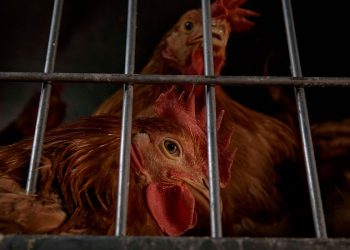 Novi slučajevi ptičje gripe pogodili su New York zoološke vrtove