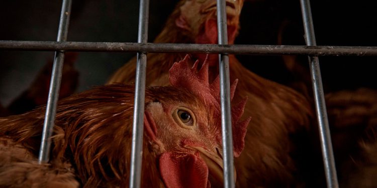 Novi slučajevi ptičje gripe pogodili su New York zoološke vrtove