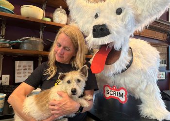 Odbjegli pas napokon je ponovno privučen u New Orleansu nakon što je stekao nacionalnu slavu za svoje eskapade