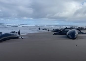 Oko 150 crnih dupina se nasukalo na plaže Australije, više od 60 ih je uginulo