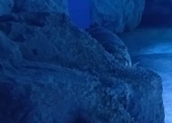 Ona je lovac iz zasjede!