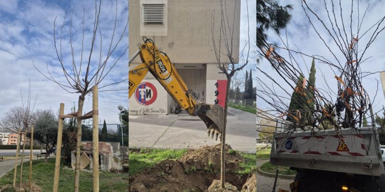 Ovo će razveseliti Spinućane: Dvije ulice danas su obogaćene za 32 stabla