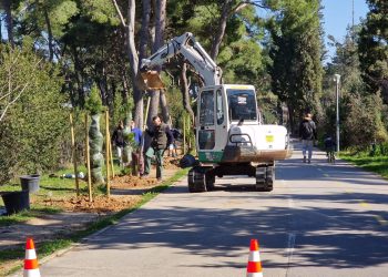 Ozelenjuje se Split. Sadi se na Marjanu, ali i oko polupodzemnih kontejnera