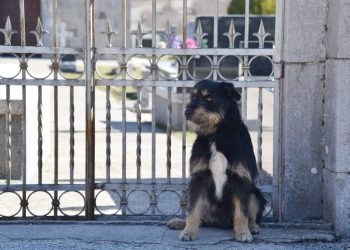 PRIČA O NERAZDVOJNIM PRIJATELJIMA Pas Bruno više od pola godine ispred groblja u Tijarici čeka svog vlasnika
