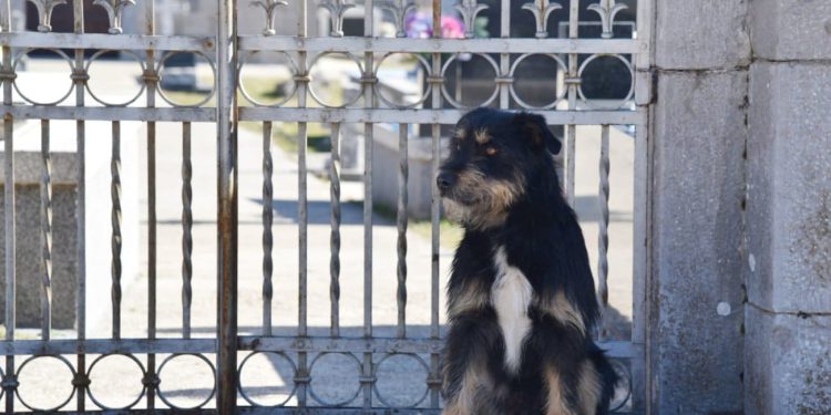 PRIČA O NERAZDVOJNIM PRIJATELJIMA Pas Bruno više od pola godine ispred groblja u Tijarici čeka svog vlasnika