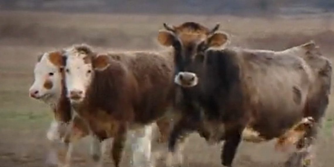 PROBLEMI U ZAGORI Stoka bez nadzora uništava usjeve, policija ne može riješiti problem