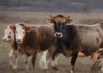 PROBLEMI U ZAGORI Stoka bez nadzora uništava usjeve, policija ne može riješiti problem