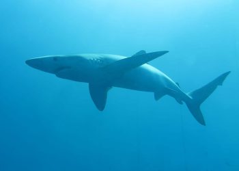 Po prvi se puta s naše strane Jadrana provodi označavanje morskih pasa i raža!