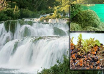 Ponovno otkriće kopnene alge na rijeci Krki nakon 130 godina!