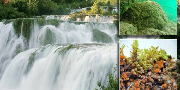 Ponovno otkriće kopnene alge na rijeci Krki nakon 130 godina!