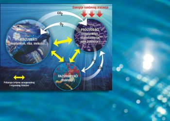 Porast temperature mora urušava temelj morskog života u Jadranu!