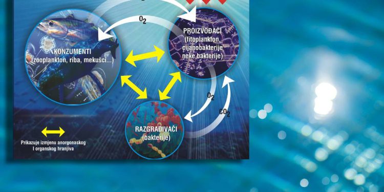 Porast temperature mora urušava temelj morskog života u Jadranu!