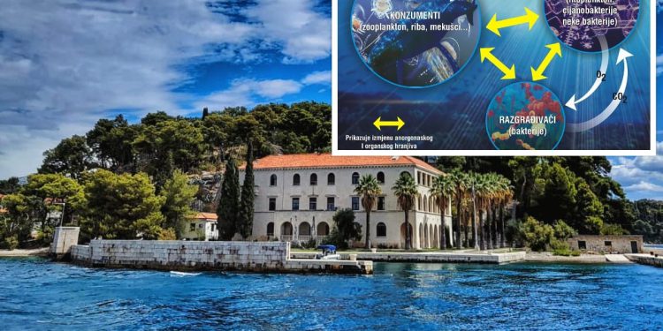 Porast temperature mora utječe i na nevidljivi svijet mikroskopskih organizama