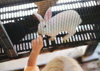 Prodavala kavez za zečeve u Puli pa postala žrtva prevaranta