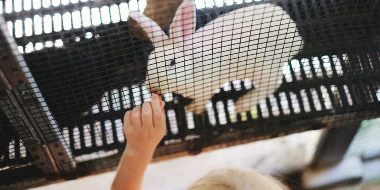 Prodavala kavez za zečeve u Puli pa postala žrtva prevaranta