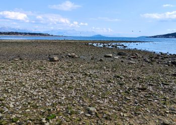 Projekt BlueDiversity u misiji zaštite Jadrana od invazivnih vrsta